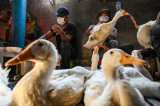Cambodia’s bird flu situation “worrying”: WHO