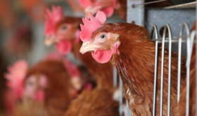 Việt Nam vẫn luôn tiềm ẩn nguy cơ lây nhiễm cúm gia cầm sang người