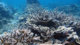 Vietnam contributes to building UN instrument for marine biological diversity