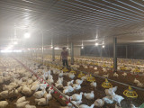 平阳省主动开展各项禽流感防控措施