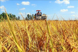 百万公顷优质稻米专产与绿色增长相得益彰提案公开征求意见