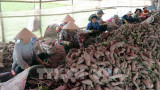 Vietnam ready to export first batch of sweet potatoes to China