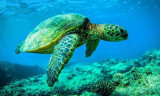 Loài rùa mai cứng lớn nhất thế giới sống sót nhờ biến đổi khí hậu