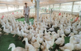 Xã Trừ Văn Thố, huyện Bàu Bàng: Phát triển các mô hình kinh tế nông nghiệp