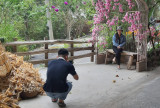 Tourists strongly attracted to citrus orchards