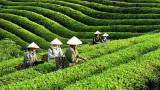 2023年前4月越南茶叶出口额达5000万美元