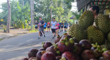 Gần 1.700 vận động viên thi chạy quanh “Cung đường vườn trái cây”