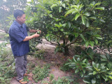 Xã Thanh An, huyện Dầu Tiếng:Thúc đẩy phát triển bền vững kinh tế nông nghiệp