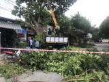 Cắt tỉa cành cây phòng ngừa tai nạn trong mùa mưa bão