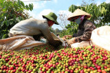 越南对印度尼西亚和阿尔及利亚的咖啡出口额呈三位数增长