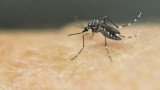 WHO warns of dengue risk as global warming pushes cases near historic highs