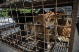 Indonesia: Cấm bán thịt chó, chủ nhà hàng chuyển sang bán...bí ngô