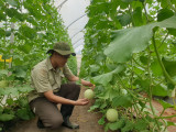 Huyện Phú Giáo: Tìm giải pháp phát triển nông nghiệp công nghệ cao