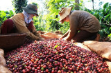 Vietnamese coffee exports plummet in September