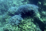 Phát hiện loài san hô phổ biến ở Biển Đỏ 