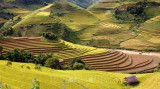 Northwestern provinces look to turn terraced fields into cultural assets