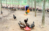 Xã Phước Hòa: Nhiều mô hình kinh tế nông nghiệp phát huy hiệu quả