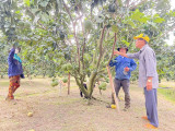 Phu Giao district develops typical agricultural products