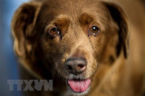 Chú chó nhiều tuổi nhất thế giới vừa qua đời ở Bồ Đào Nha