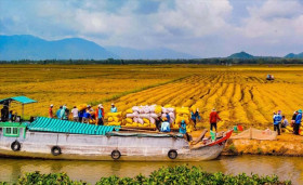 Ample room for investment in Mekong Delta: Official