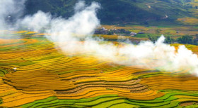 越南安沛省木江界梯田进入收割季节 风景美如画
