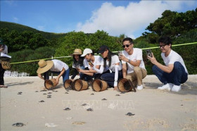 “拯救海洋”活动筹集资金保护海龟栖息地