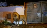 Sư tử xổng chuồng, lang thang trên đường phố Italy