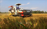 Public-private partnership needed for sustainable rice farming
