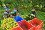 Binh Duong reaches vigorous development in green agriculture