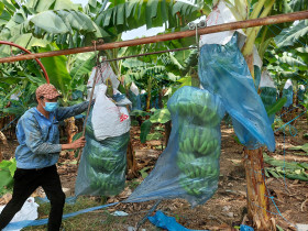 Focus on developing planting area codes