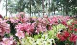 Hanoi Flower Land festival opens