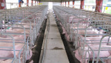 Ngành chăn nuôi bảo đảm nguồn cung cho thị trường tết