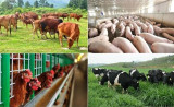 越南政府批准加强畜牧业科学技术活动的方案