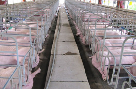 Husbandry to ensure market supplies