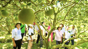 Doan Hong Tuoi, Chairman of Tan Uyen city’s People’s Committee, Head of the Organization Board of the 3rd “Bach Dang Pomelo Fragrance” festival: Festival is an attractive spring rendezvous for tourists...