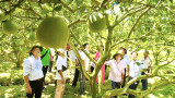 新渊市人民委员会主席、2024年第三次“白藤柚子香”节组委会主任段鸿鲜：“白藤柚子香”节是对游客有吸引力的春节游玩目的地