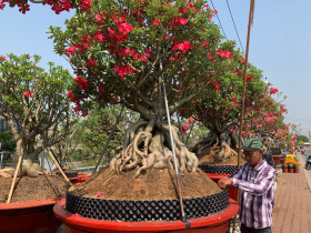 Tet flowers are bright in the streets