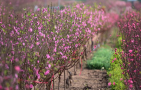 为什么越南人过年时要在家里摆放着桃花、梅花、金橘？