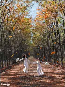 Indulgence in rubber tree plantations