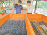 Thu nhập cao từ mô hình nuôi lươn không bùn