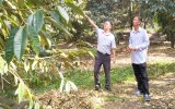 Huyện Phú Giáo: Phát triển bền vững các loại cây trồng chủ lực