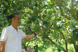 Dau Tieng District develops high-tech agriculture