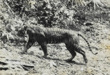 Indonesia seeks more evidence that Javan tiger not yet extinct
