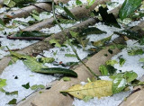 Mưa đá, dông lốc gây thiệt hại hàng trăm ngôi nhà tại Yên Bái
