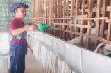 Huyện Phú Giáo: Đa dạng sản phẩm nông nghiệp an toàn