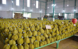 越南一系列农产品正成为国际市场上的“热门”商品