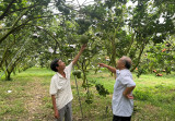 Hợp tác xã nông nghiệp - dịch vụ - thương mại Minh Hòa Phát: Gia tăng diện tích, mở rộng quy mô sản xuất, kinh doanh