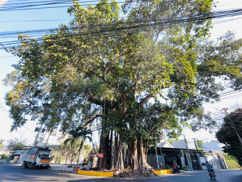 平阳再次一棵被确认为越南遗产树