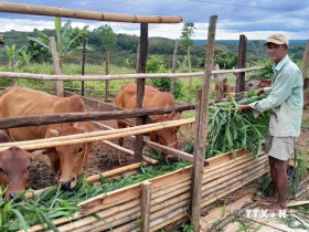 Binh Phuoc: ethnic minorities assisted to get rid of poverty