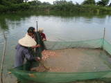 Chủ động bảo vệ nuôi trồng thủy sản trước mùa mưa bão